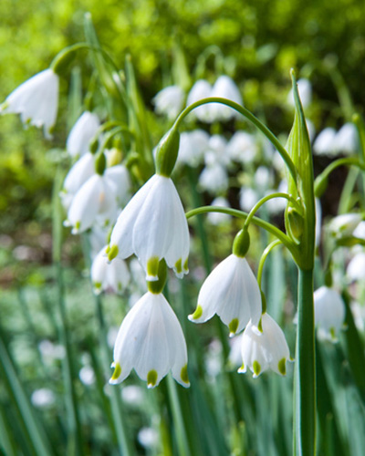 Leucojum aestivum.jpg